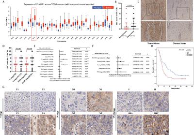 FLVCR1 Predicts Poor Prognosis and Promotes Malignant Phenotype in Esophageal Squamous Cell Carcinoma via Upregulating CSE1L